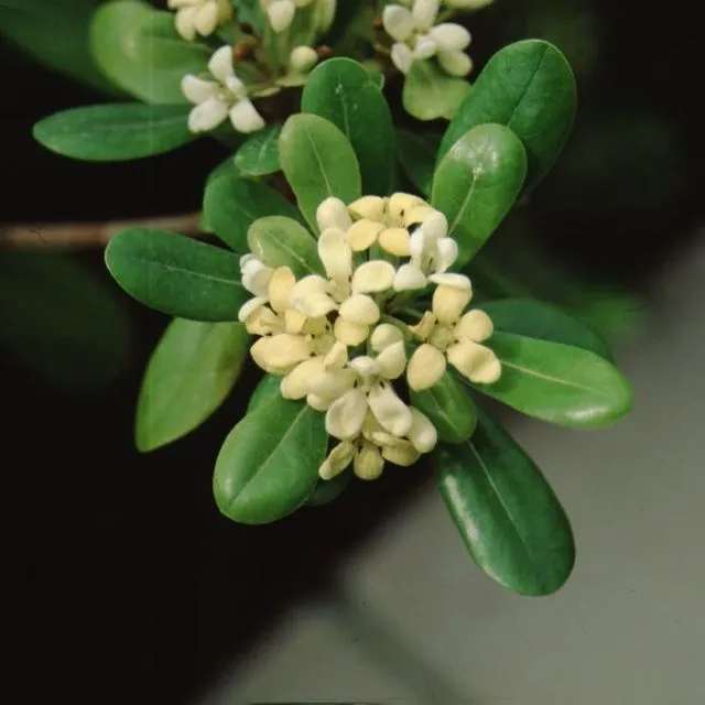 thumbnail for publication: Pittosporum tobira Japanese Pittosporum, Japanese Cheesewood